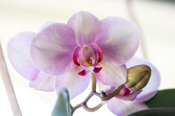 Fototapeta na wymiar pink orchid at window of balcony