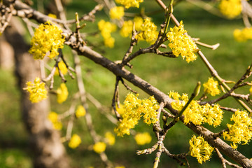 close up spring blooming tree branch with yellow flowers over blue clear sky in midday