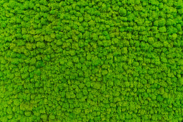  Green moss as a background grows in the interior of the office on the wall. Texture of angry moss...