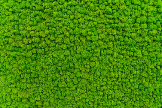  Green moss as a background grows in the interior of the office on the wall. Texture of angry moss on the wall.