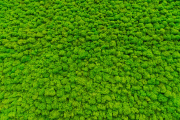  Green moss as a background grows in the interior of the office on the wall. Texture of angry moss...