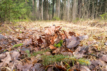 forest in europe in early spring