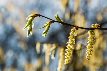close up spring blooming tree branch with yellow flowers over blue clear sky in midday