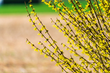 forsythia