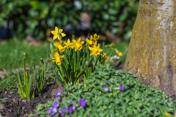 Garten im Frühling mit viele farbigen Blumen und Pflanzen - Biodiversität
