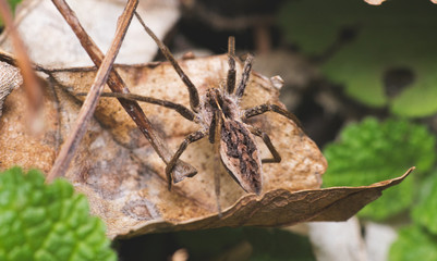 nsecta, natur, makro, spinne, tier, blatt, green, close up