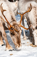 Rentier Bock der Samen bei Arjeplog in Lappland Schweden