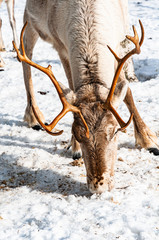 Rentiere der Samen bei Arjeplog in Lappland Schweden