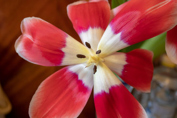 Fototapeta na wymiar Blossomed tulip in early spring with pestles and stamens