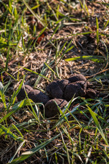 Dog poop left behind on the middle of the field