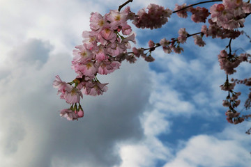 japanese cherry blossom - Schwetzingen Germany