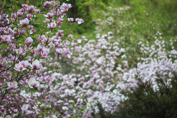 magnolia flower on a tree in a beautiful spring day bokeh background