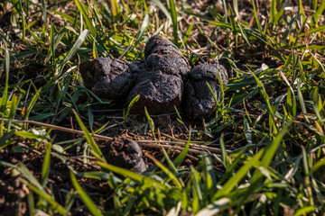 Naklejka na ściany i meble Dog poop left behind on the middle of the field