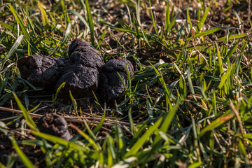 Dog poop left behind on the middle of the field