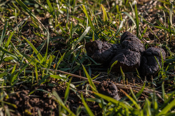 Dog poop left behind on the middle of the field
