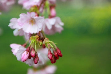 japanese cherry blossom - Schwetzingen Germany