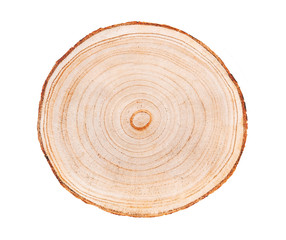 Wood slice with with growth rings isolated on white. Natural smooth wood texture.