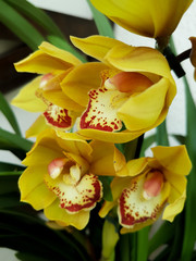 blooming, close up, side, flower, orange, phalaenopsis, purple, dendrobium orchid, garden, orchid,...