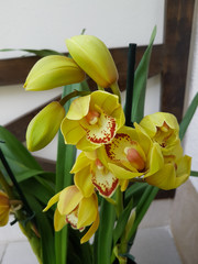 blooming, close up, side, flower, orange, phalaenopsis, purple, dendrobium orchid, garden, orchid,...