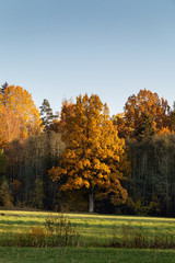 Fototapeta premium Autumn landscape with colorful forest.