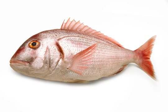 Common Pandora (Pagellus Erythrinus) - Mediterranean Fish - Isolated on White Background