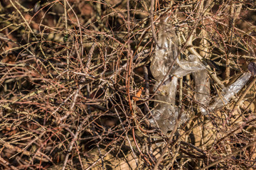 Plastic waste thrown away in the middle of nature