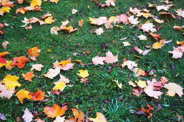 autumn leaves on green grass
