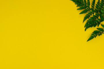 Fototapeta na wymiar Green Asplenium leaf on the yellow background. Bio and organic concept.