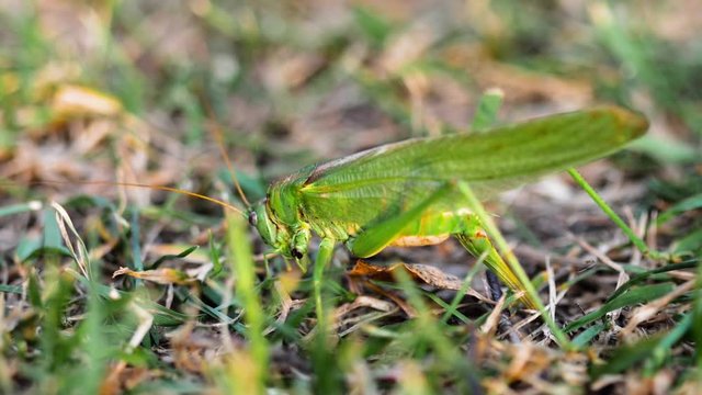 Big green locust female lays eggs