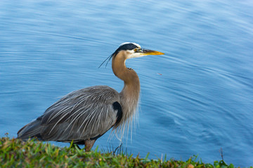 Tri-colored heron wading in a pond 