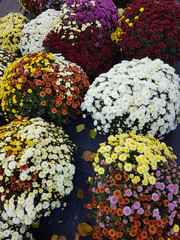 A bouquet of beautiful chrysanthemum flowers outdoors. Chrysanthemums in the garden.