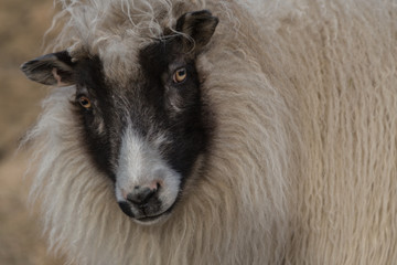 Close-up, black face and white wool of an Icelandic sheep