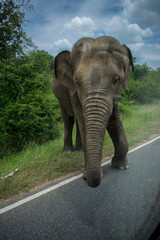 Fototapeta na wymiar elephant wildlife