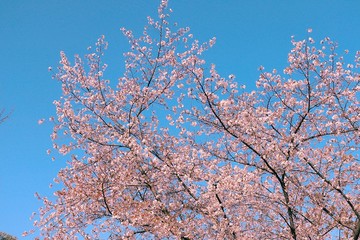 cherry tree in blossom