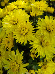 A bouquet of beautiful chrysanthemum flowers outdoors. Chrysanthemums in the garden.