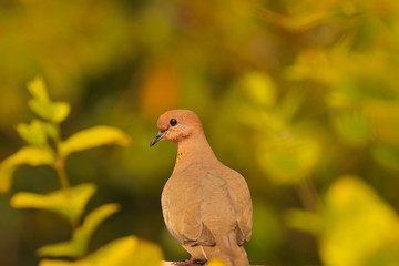 focus on the dove