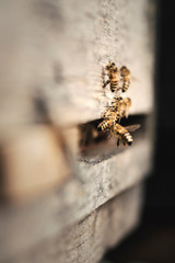 Fleißige Bienen fliegen in Ihren Bienenstock