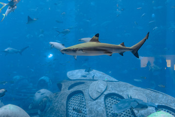 Obraz premium Reef shark near Atlantis city of Sanya on Hainan Island, China.