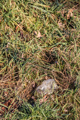 Plastic waste thrown away in the middle of nature