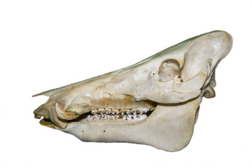 Fototapeta premium The skull of the wild boar (lat. Sus scrofa) isolated on a white background, animal world, mammals.