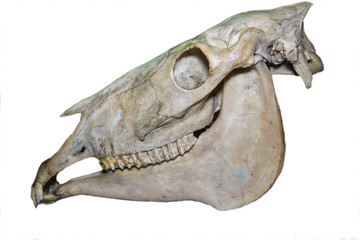 The skull of the horse (lat. Equus caballus) isolated on a white background, fauna, mammals,...