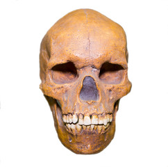 human, skull, homo sapiens, medicine, brain, bones, nerves, anthropology, protection, fibers, nose,...