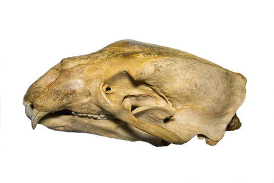 Skull of brown bear (lat. Ursus arctos) isolated on a white background, fauna, mammals, predators.