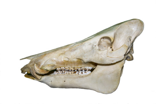 The skull of the wild boar (lat. Sus scrofa) isolated on a white background, animal world, mammals.