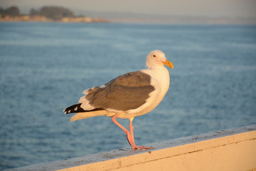 Fototapeta premium SANTA CRUZ, CALIFORNIA, USA - OCTOBER 7, 2019: Seagull at Santa Cruz Wharf