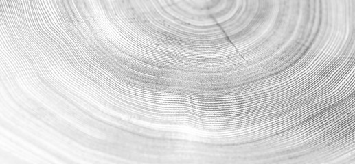 Black and white cut wood texture. Detailed texture of a felled tree trunk or stump. 