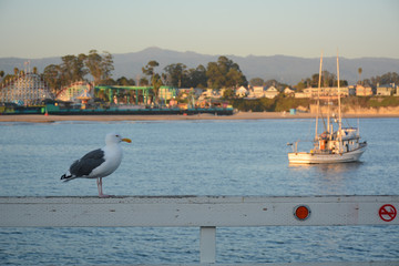 SANTA CRUZ, CALIFORNIA, USA - OCTOBER 7, 2019: Seagull at Santa Cruz Wharf