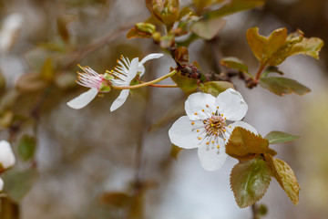 Japanese Cherry Spring Blossom Close Up