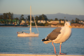 SANTA CRUZ, CALIFORNIA, USA - OCTOBER 7, 2019: Seagull at Santa Cruz Wharf