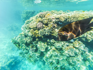Obraz na płótnie Canvas Fish at Sea - Desjardins Sailing Zebrasome. Underwater shot in the Red Sea, Egypt. Beautiful underwater world.